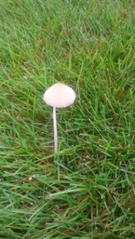 fungi on lawn